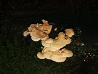 Herber Zwergknäueling - Ansicht von schräg oben. Auch hier wieder die markant gekerbten Hutränder. 